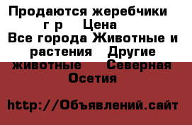 Продаются жеребчики 14,15 16 г.р  › Цена ­ 177 000 - Все города Животные и растения » Другие животные   . Северная Осетия